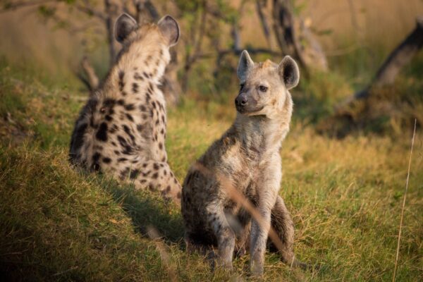 hyena-1022409